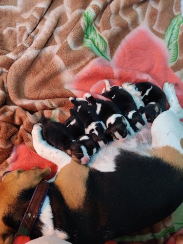 Beagle Puppies for sale in Delhi, India. price: 12,000 INR