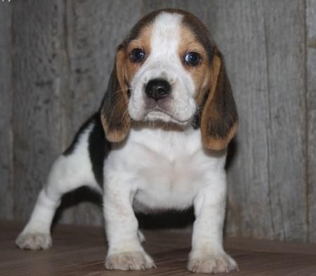 Beagle puppies