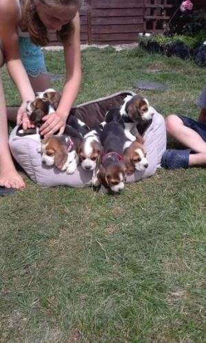 Pedigree Beagle Puppies