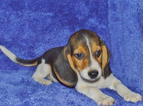 male and female beagle