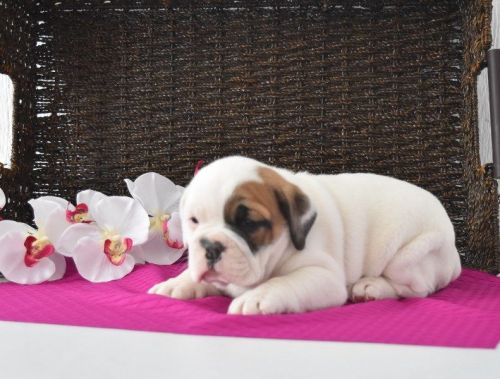 Charlotte female beabull