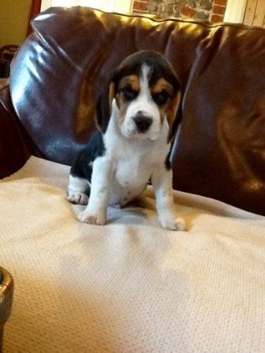 Beautiful Beagle Puppies