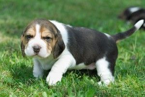 Beagle puppies