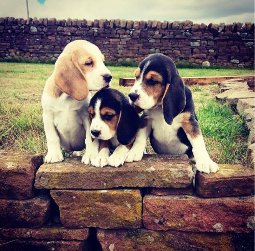 Gorgeous Beagle Puppies