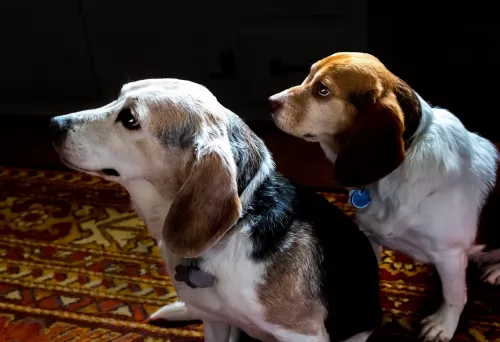 beagle dogs - caring