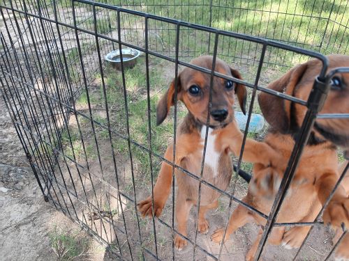 Hunting or house dogs