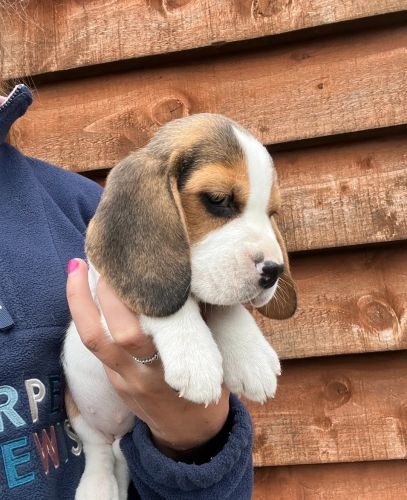 Last couple of gorgeous beagle puppies for sale