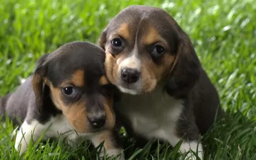 beagle puppies - health problems