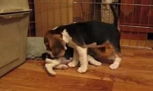 Beagle Puppies ***