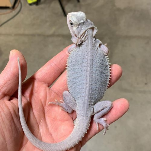 Bearded dragon