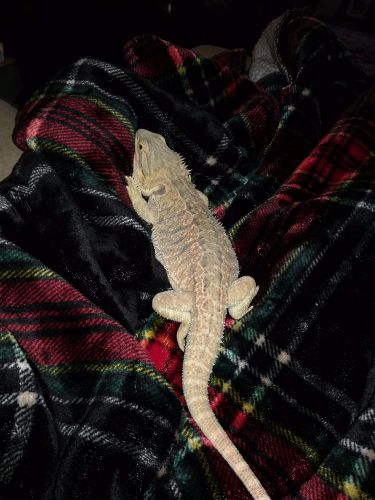 Adult female Bearded dragon with setup