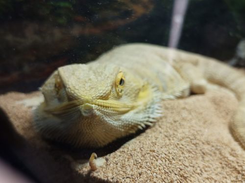 Bearded Dragon Reptiles for sale in Virginia Beach, VA 23453, USA. price: $200