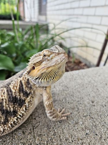 Bearded dragon