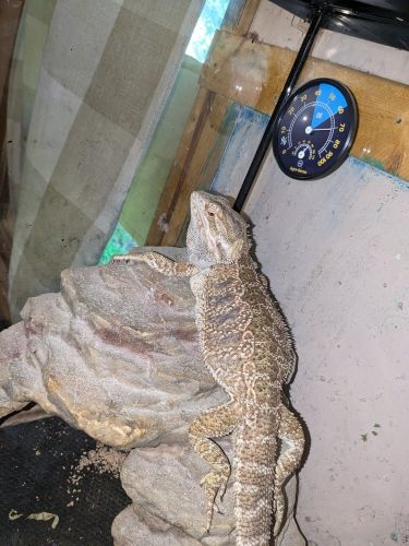 Bearded dragon and terrireum