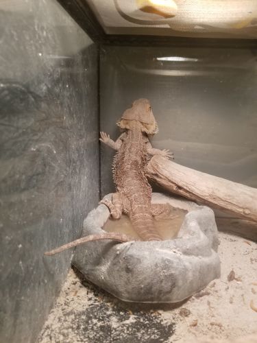 Bearded dragon