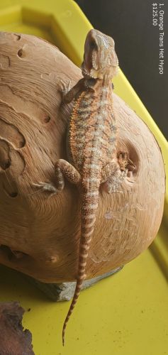 Baby Bearded Dragons (Tri-Cities) Tennessee
