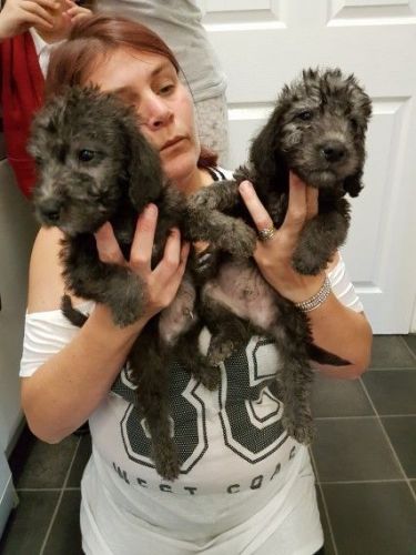 Beddlington Terrier Pups
