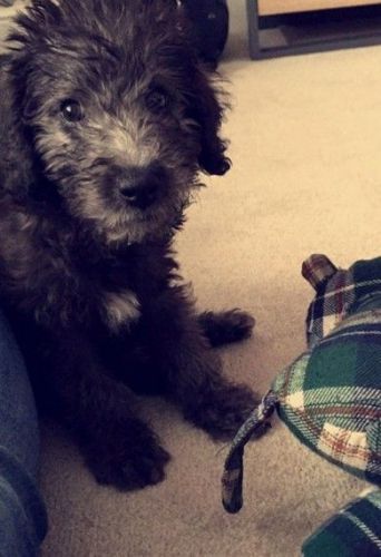 Bedlington Terrier Puppies