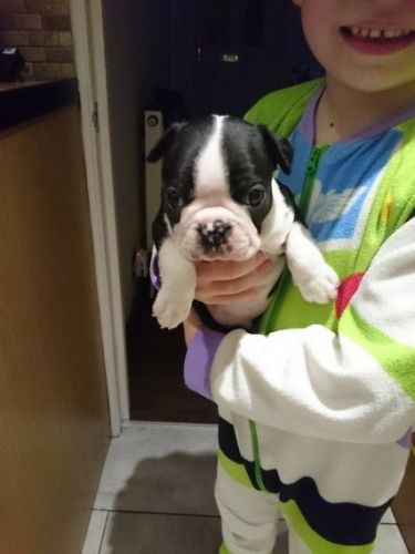 Boston Terrier Puppies ***