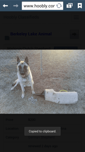 Belgian Malinois for sale