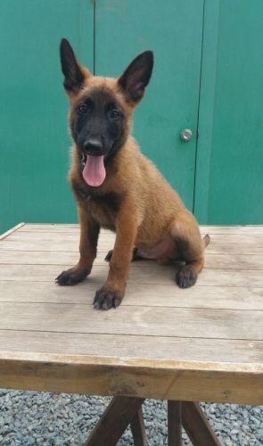 Well Trained Belgian Malinois puppies For Sale