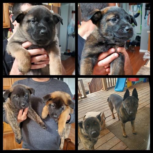 Belgium/Dutch Shepherd mix