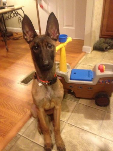 Police lined Belgian Malinois Male