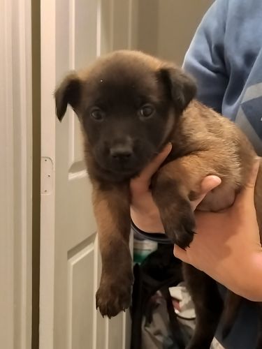 Bravo is the Hungriest