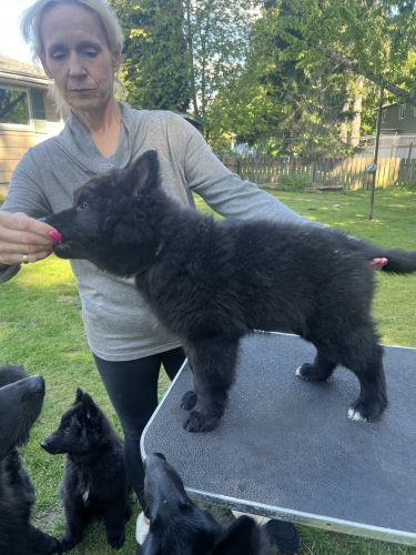 4 puppies available