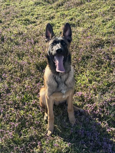 10 month old Belgian Shepherd