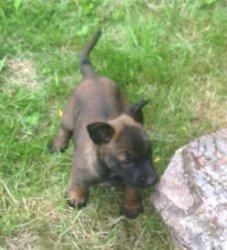 Kc Belgian Shepherd DogPuppie