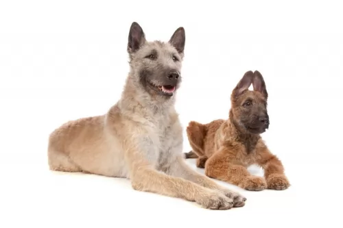 belgian shepherd dog laekenois puppy - description