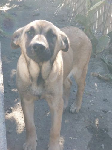 Female 3 month Belgian Malinois