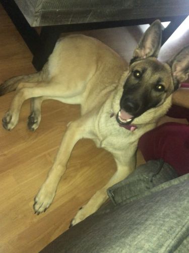 9 month old Belgian Malinois