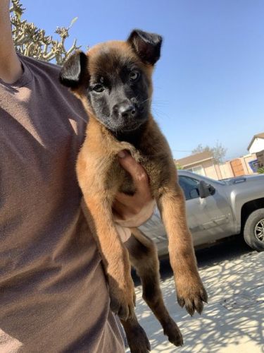 Home raised Belgian Shepherd puppies