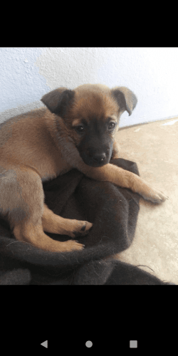 Mix Belgian mallinois