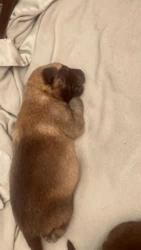 Beautiful pure breed.