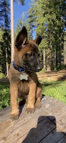 Belgium Malinois puppy