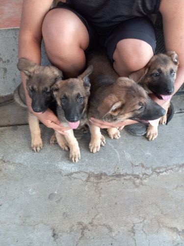 German sheapjerd/Belgian mallanois