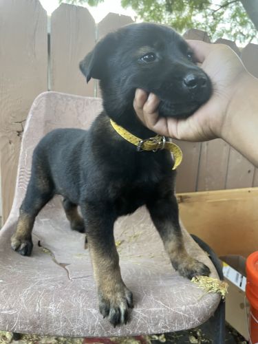Belgian Malinois puppies for sale