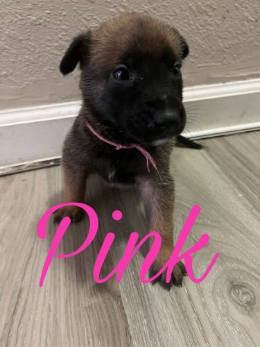 Belgian Malinois puppies