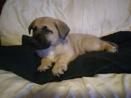 Belgian Malinois / Sheprador