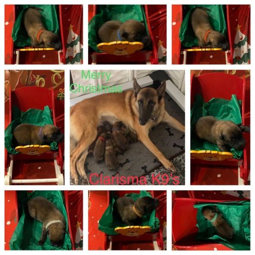 Belgian Malinois Champion Lines