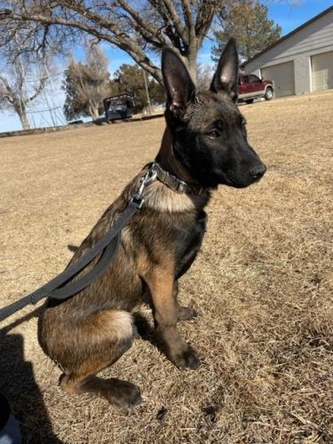 Belgian Malinois/Dutch Shepherd Puppy