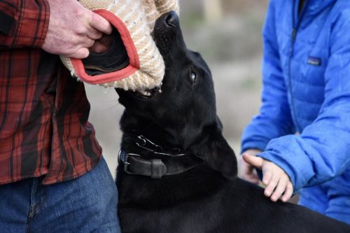 Personal Protective Dog