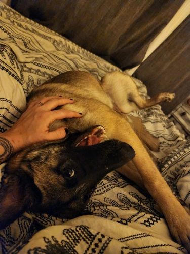 1 yr old Belgian Malinois