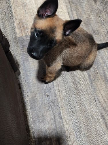 Belgian Malinoise