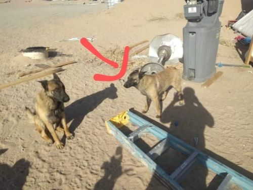 Belgian Malinois Female 7 Months