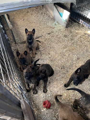 Hello I have Mali-dutchie puppies