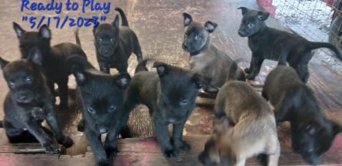 Belgian Malinois Puppies